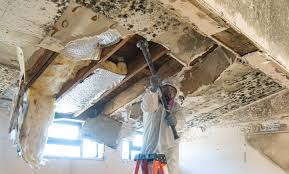 Mold Remediation for Rental Properties in Green Cove Springs, FL